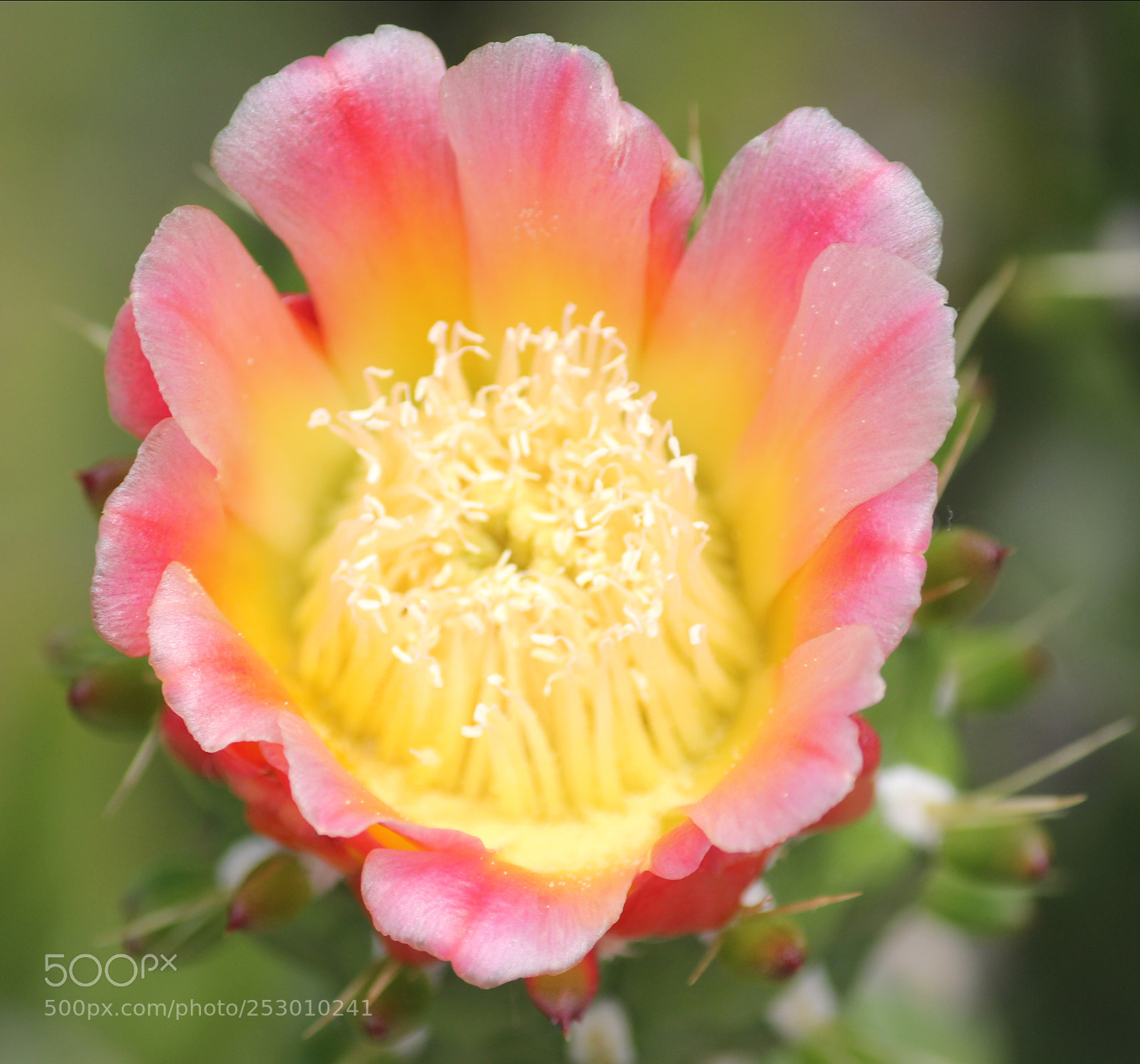 Canon EOS 60D sample photo. Desert flower photography