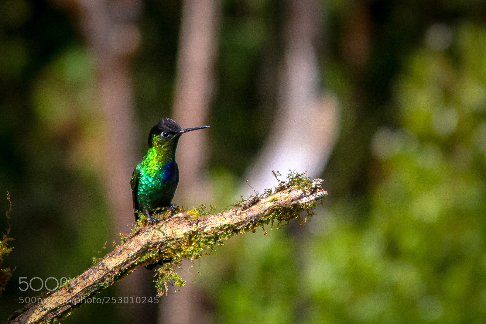 Canon EOS 7D sample photo. Hummingbird photography