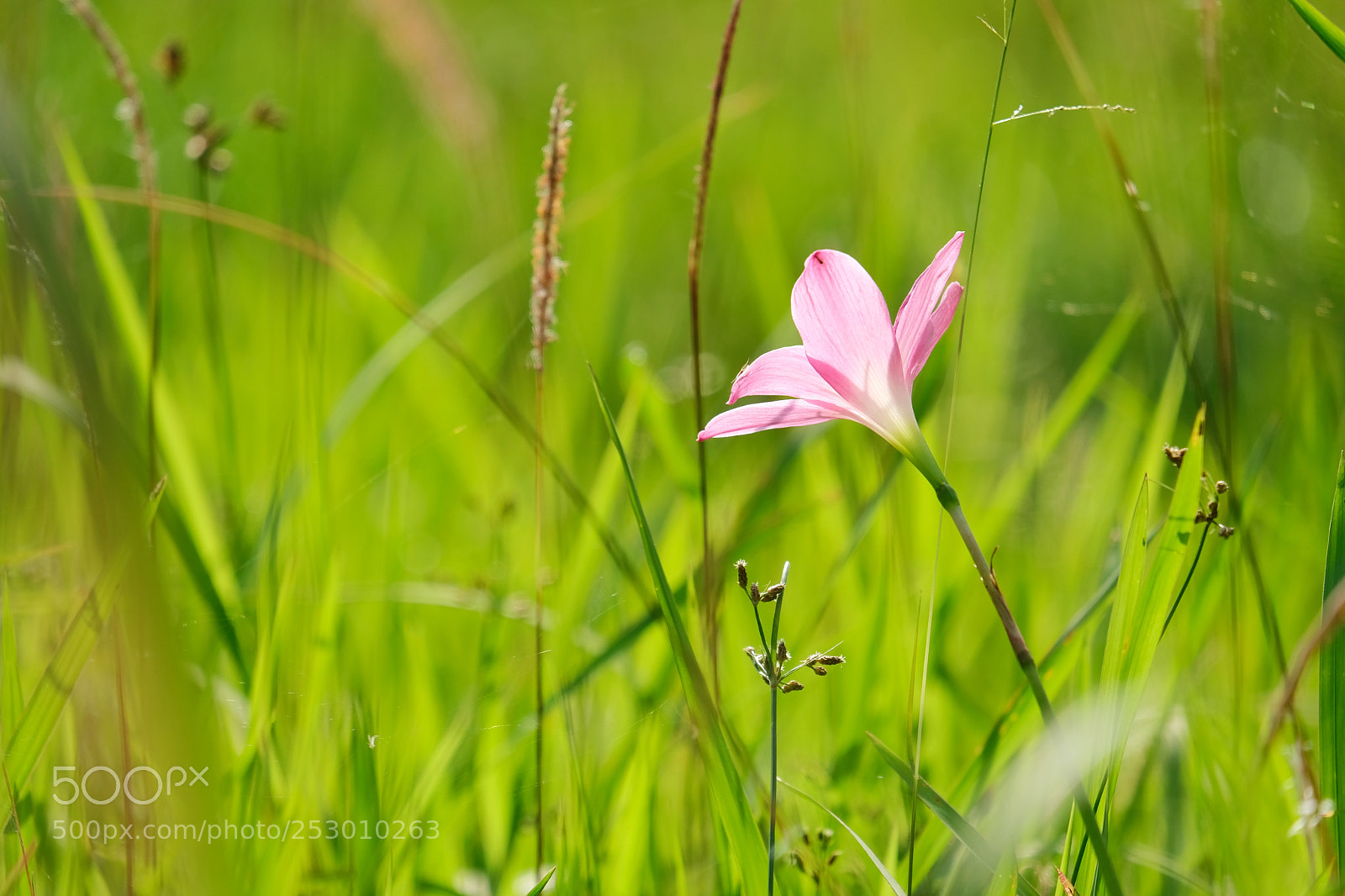 Fujifilm X-T20 sample photo. Pink photography