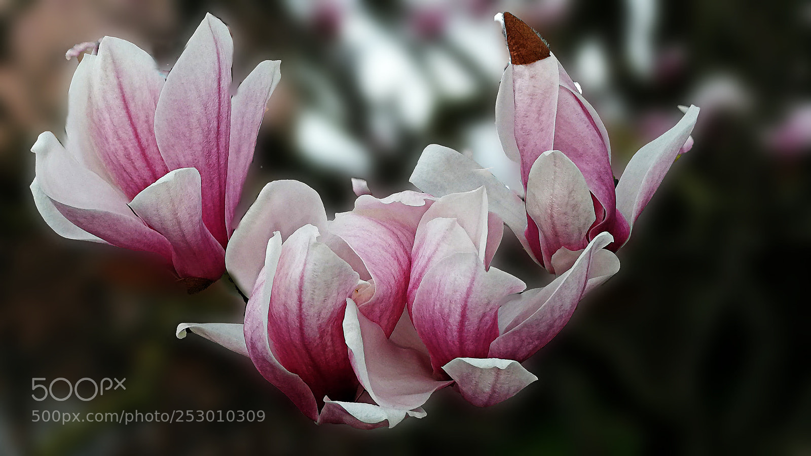 HUAWEI P10 sample photo. De magnolia photography