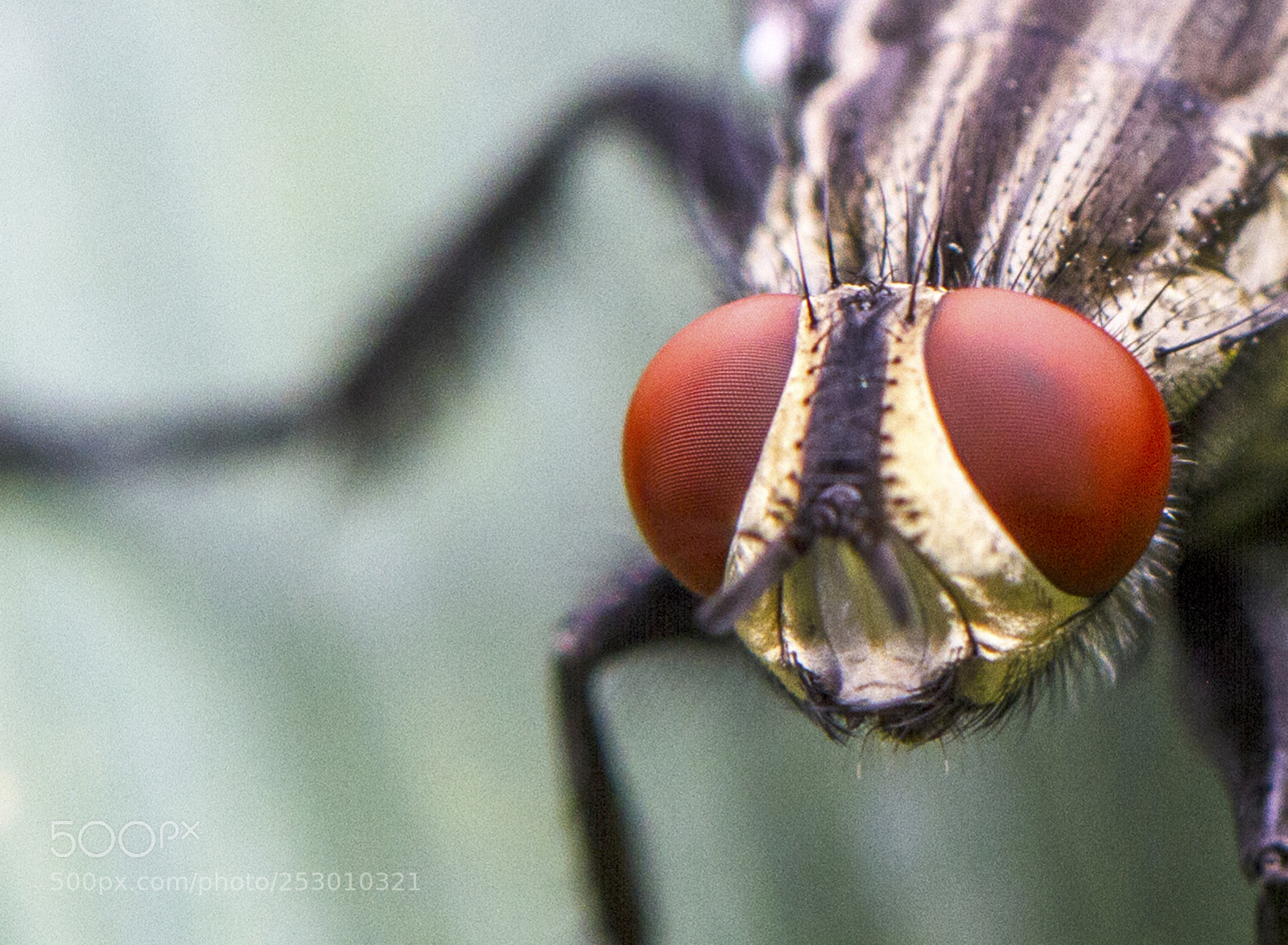 Canon EOS 7D sample photo. Scary eh!! photography