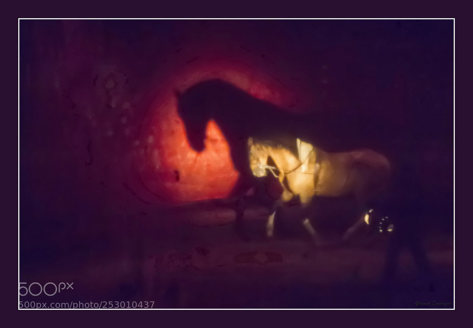 Nikon Df sample photo. Majestueux expo cirque equestre photography
