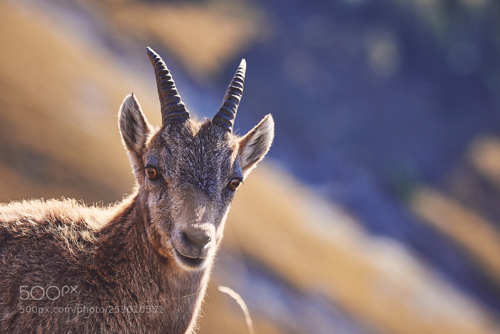 Nikon D800 sample photo. Curious photography