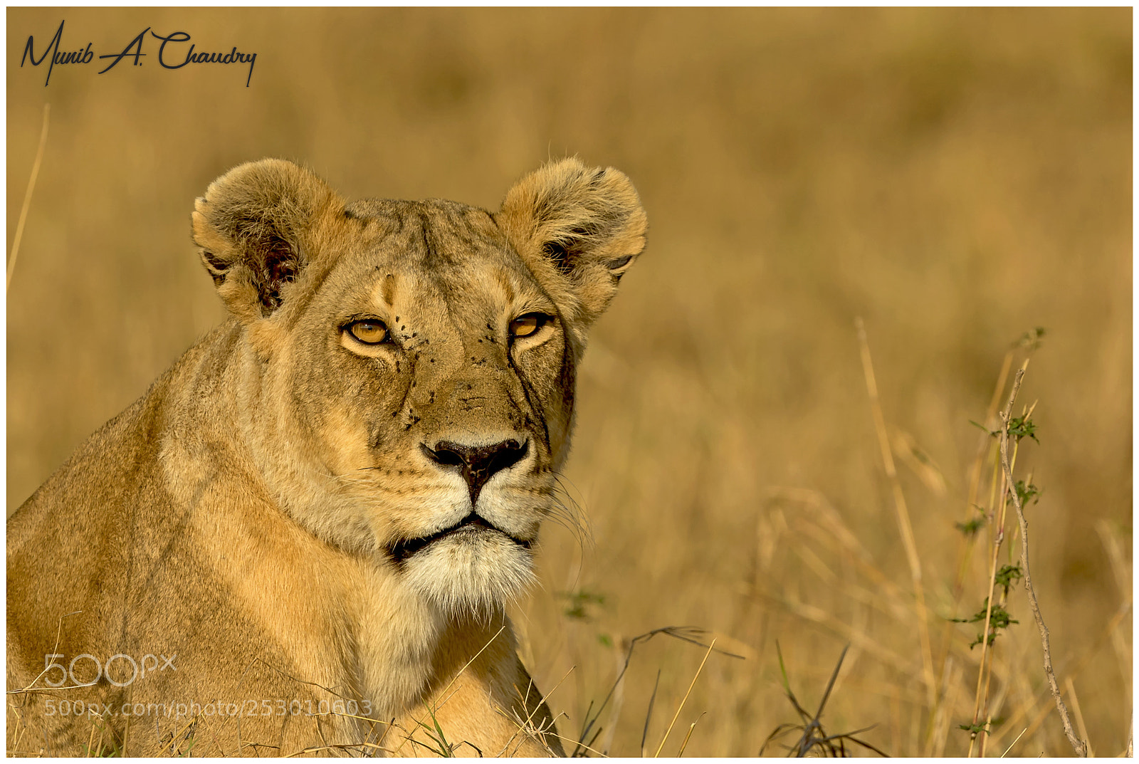 Canon EOS 7D Mark II sample photo. The queen of lookout! photography