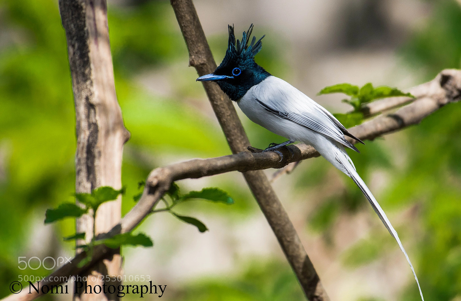 Nikon D7200 sample photo. Asian paradise flycatcher photography