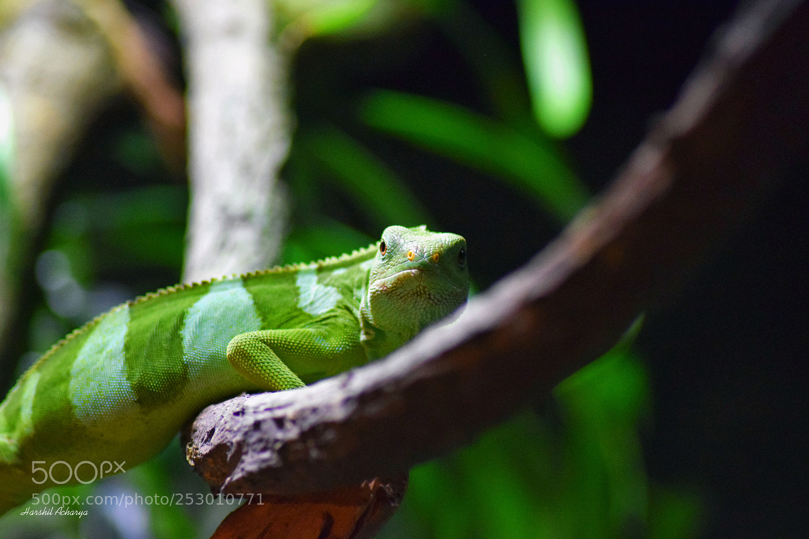 Nikon D3300 sample photo. Madagascar day gecko photography