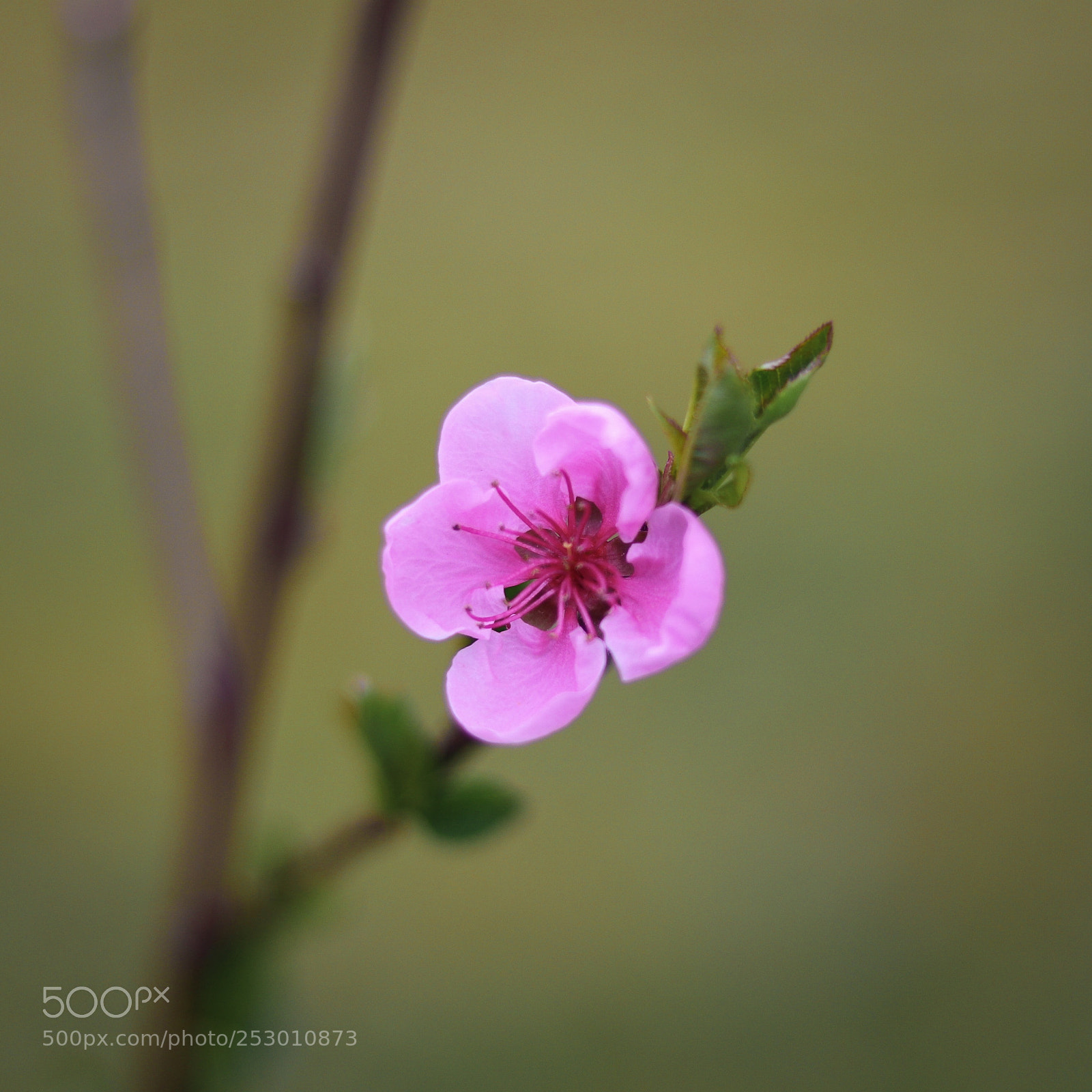 Canon EOS 80D sample photo. Untitled photography