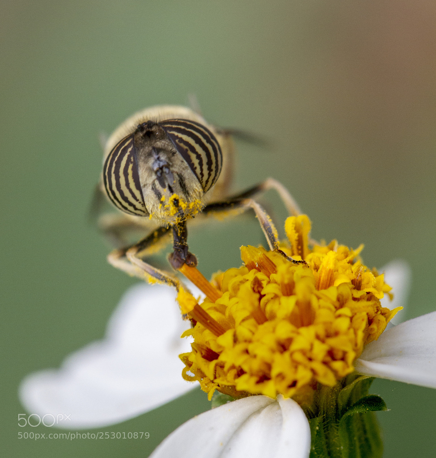 Canon EOS 7D sample photo. Pollen delivery agent photography