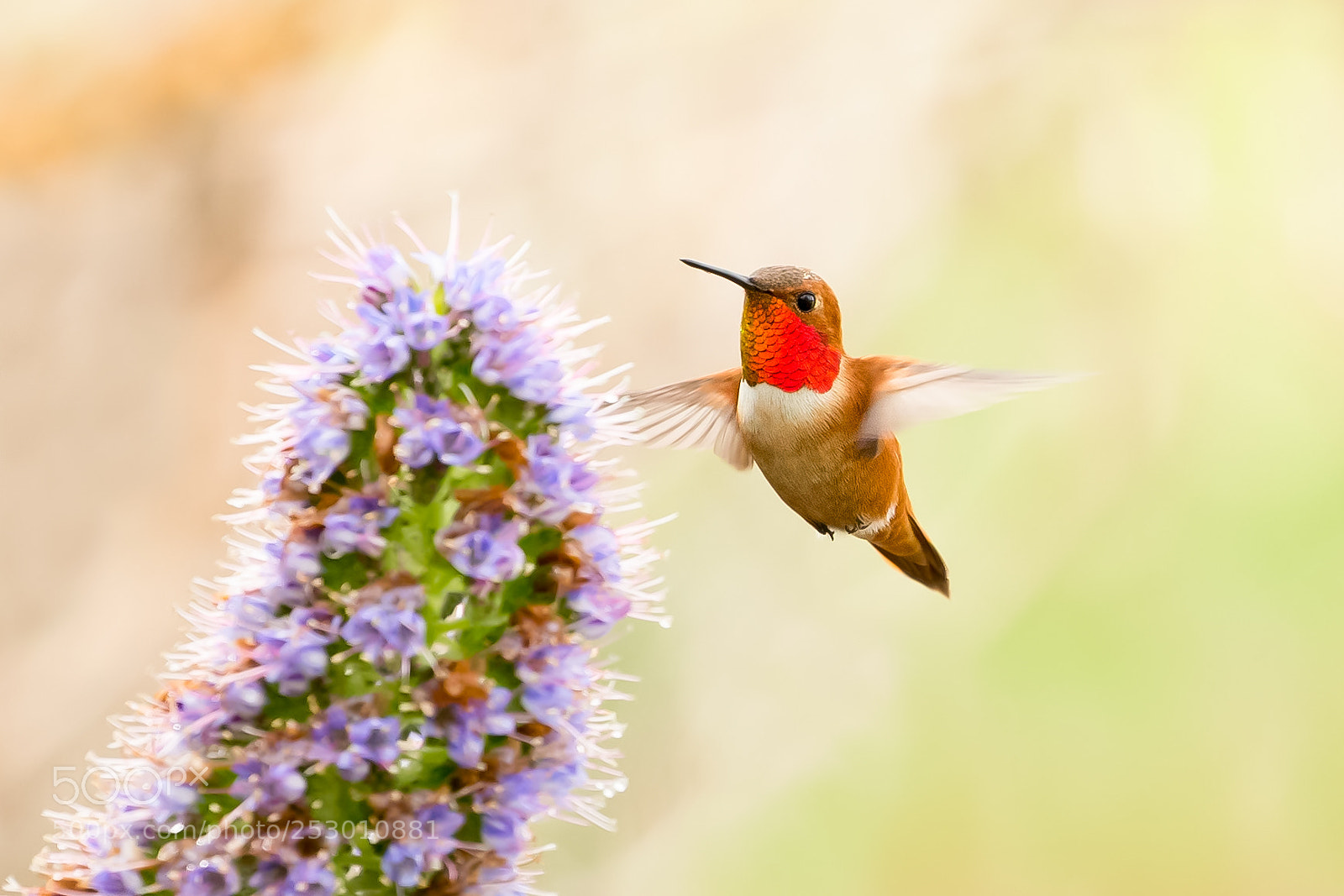 Canon EOS-1D X sample photo. Male rufous hummingbird in photography
