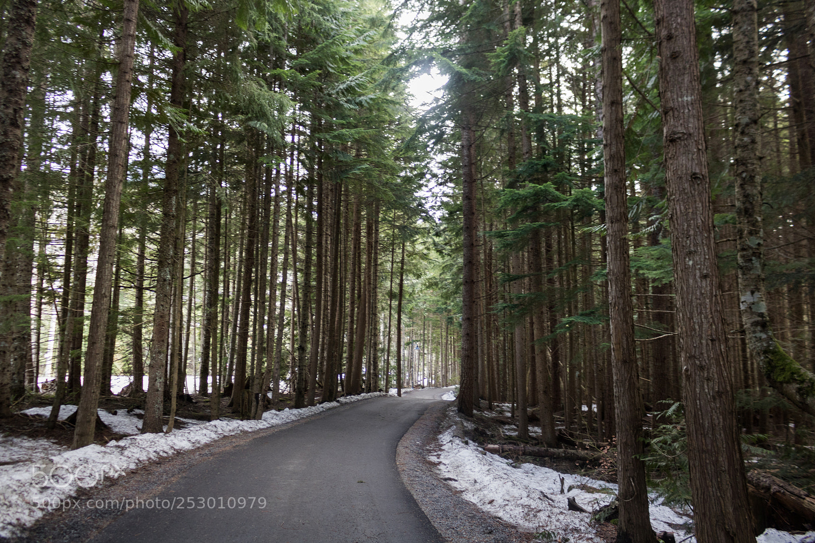 Canon EOS 750D (EOS Rebel T6i / EOS Kiss X8i) sample photo. Enchanted forest photography