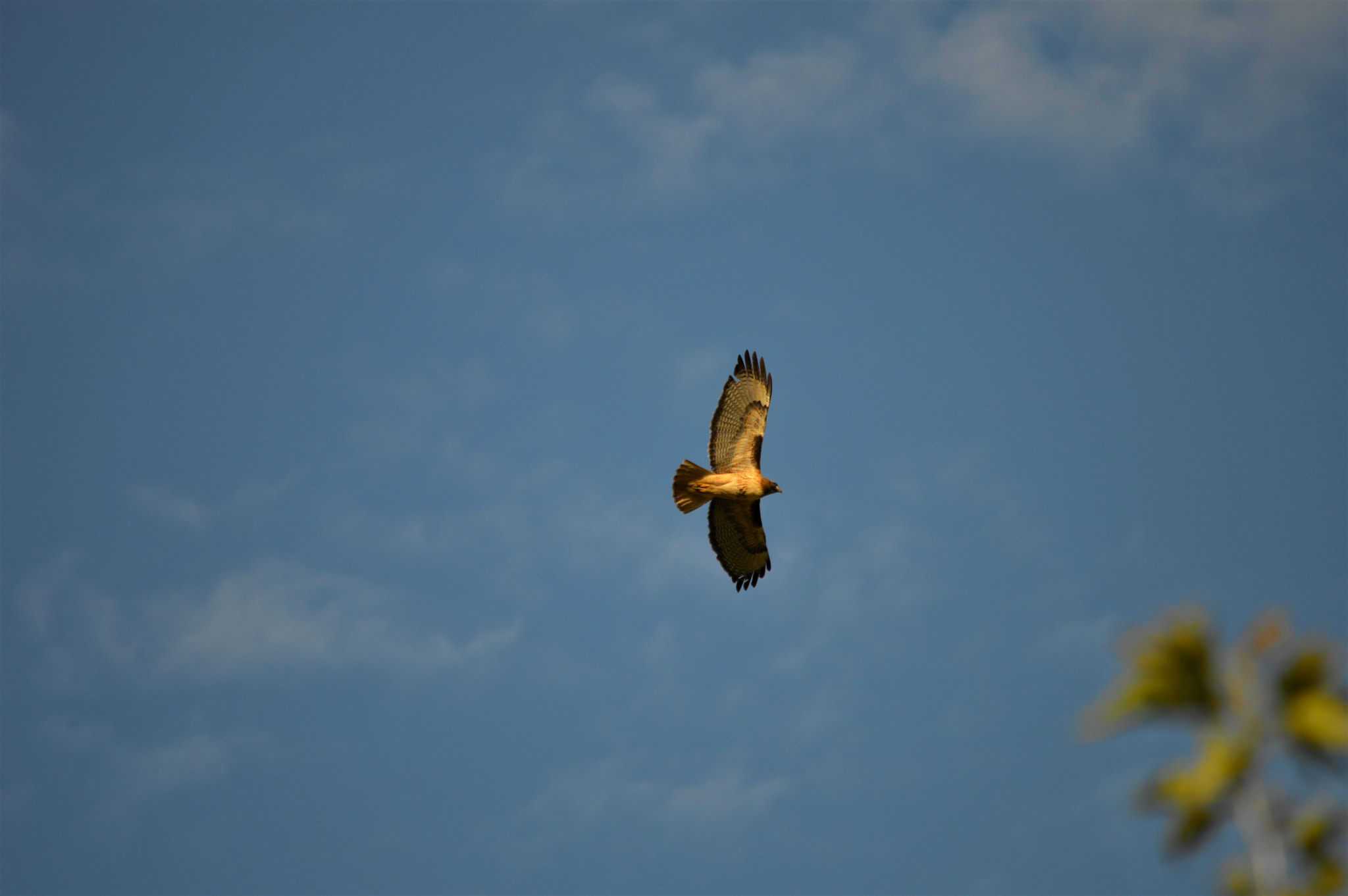 Nikon D3200 sample photo. Ojai red tailed hawk photography
