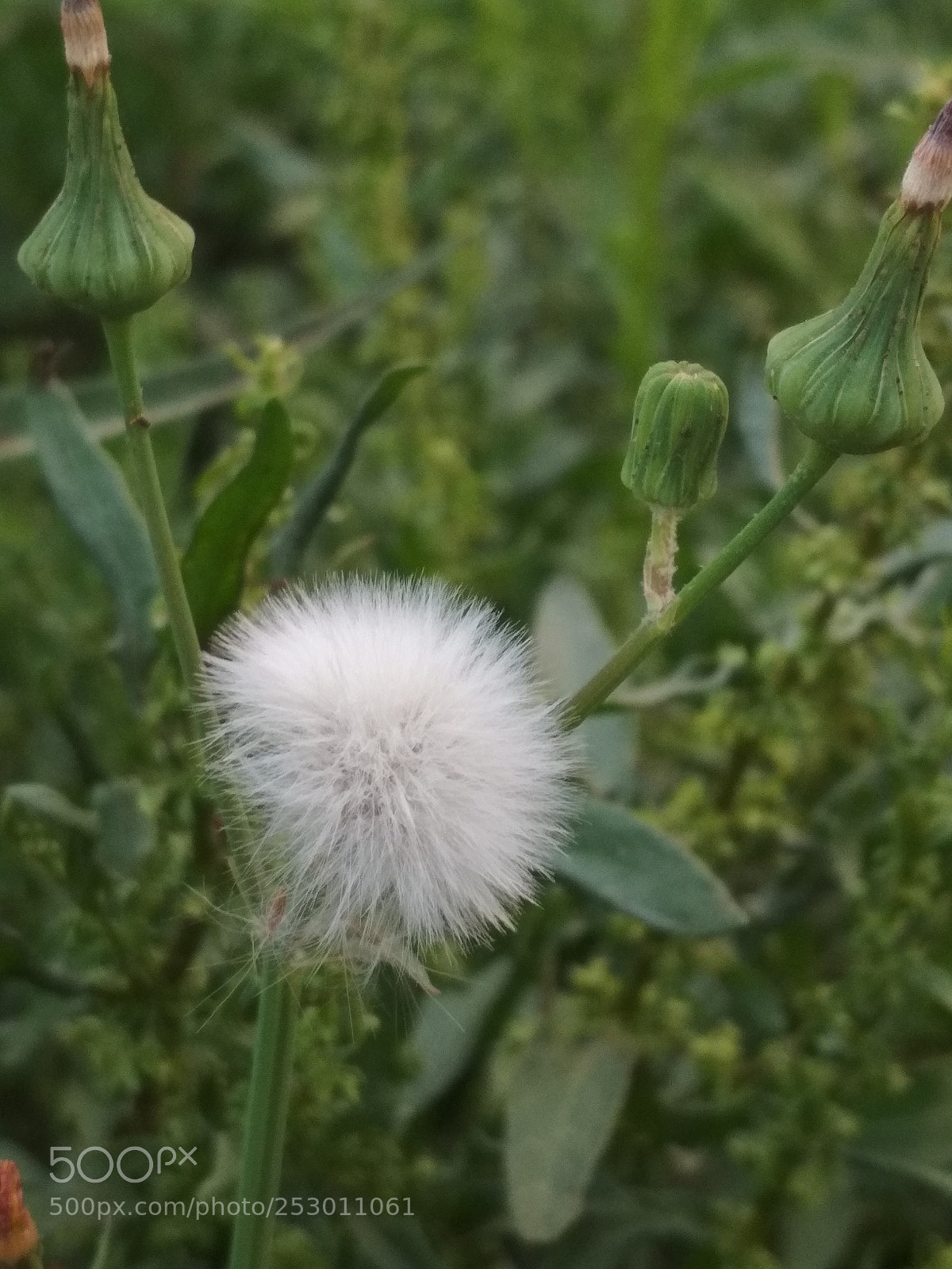 Xiaomi Redmi 4 Pro sample photo. Untitled photography