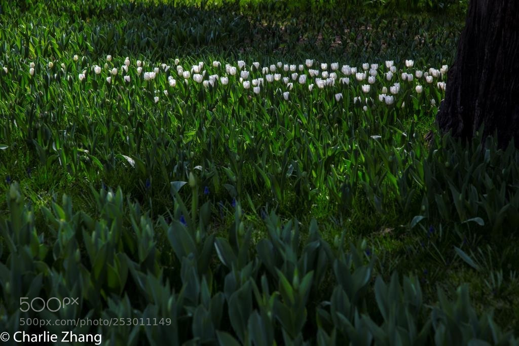 Canon EOS-1D X sample photo. Untitled photography