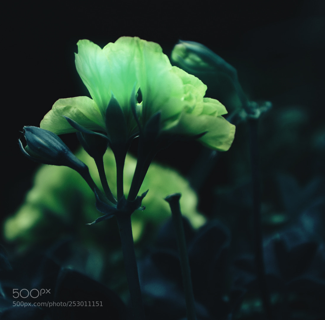 Nikon D7100 sample photo. Glowflower.jpg photography