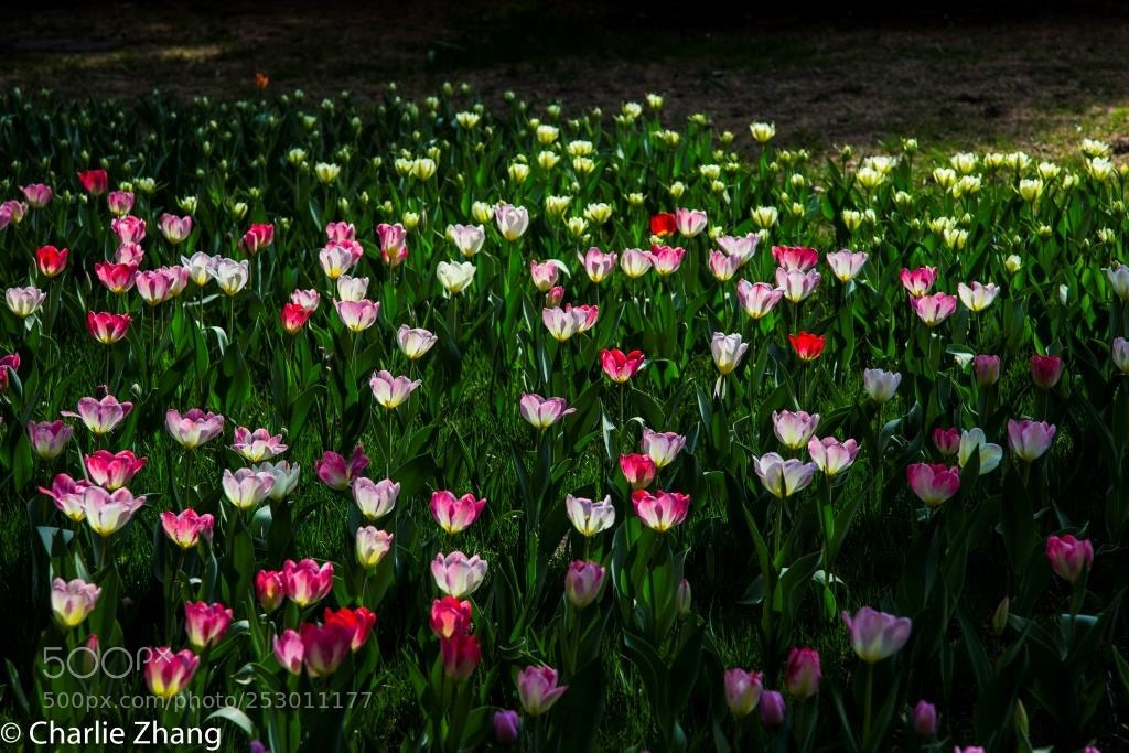 Canon EOS-1D X sample photo. Untitled photography