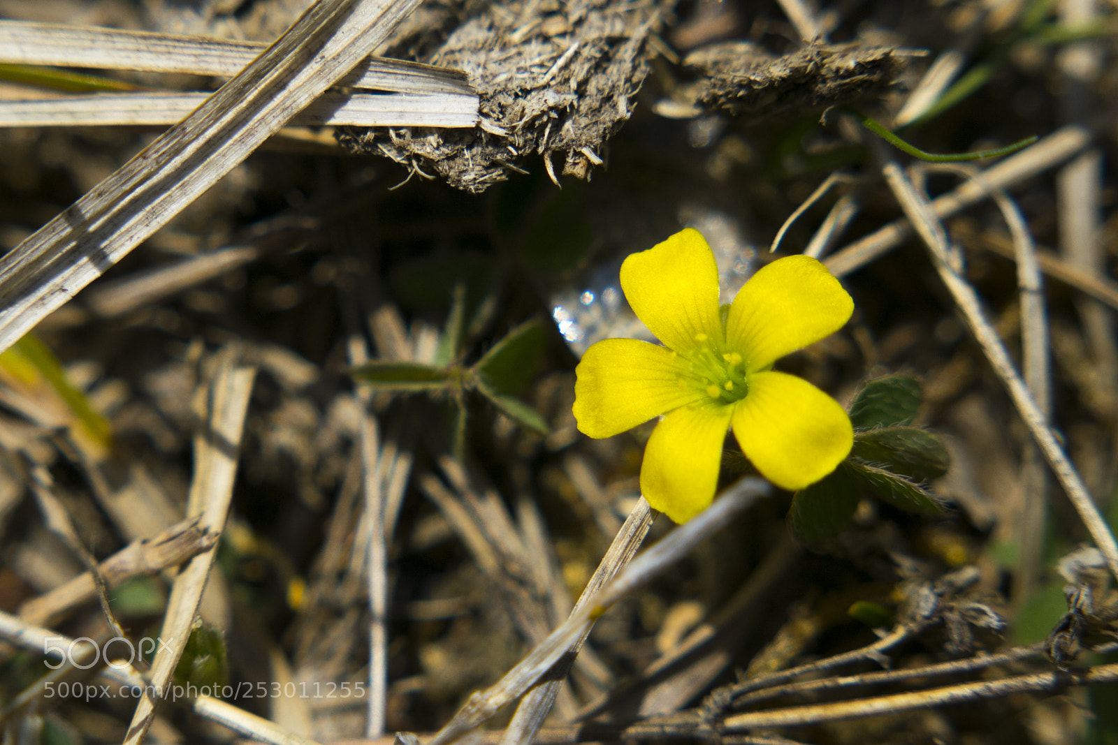 Nikon D3300 sample photo. Yellow flower photography