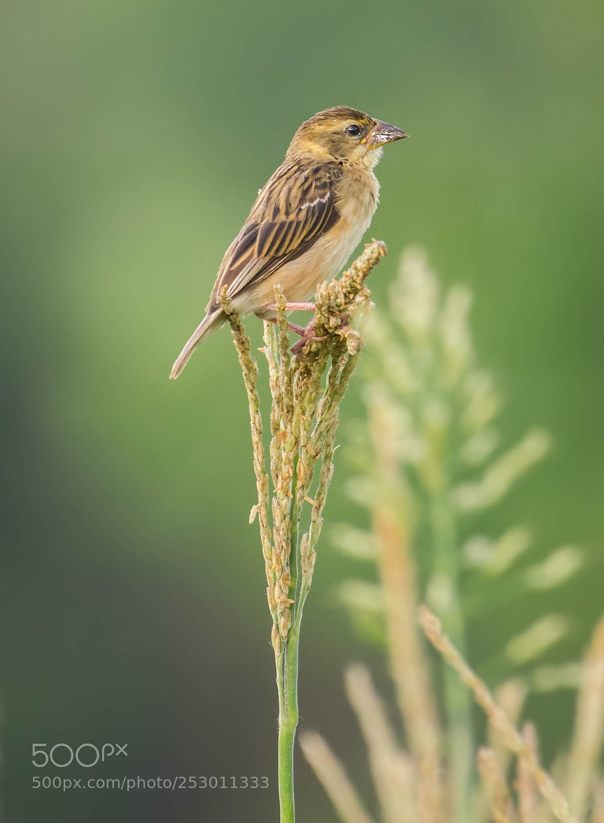 Nikon D5300 sample photo. Baya weaver photography
