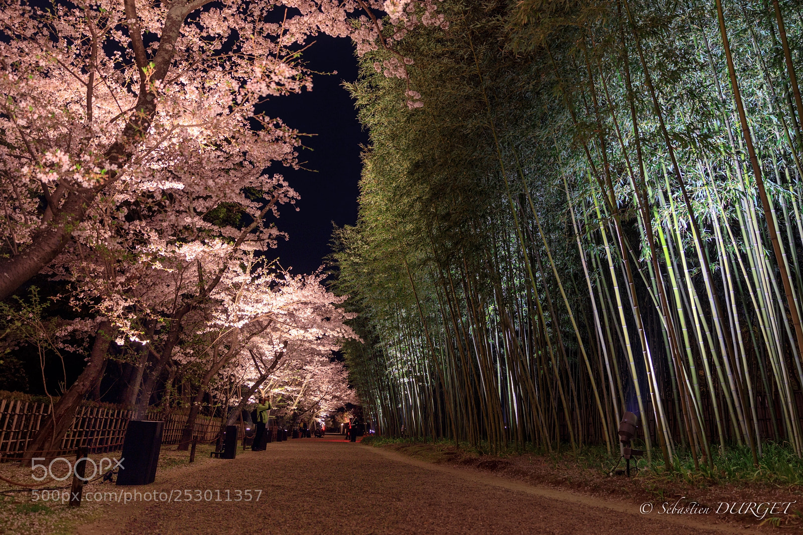 Canon EOS 5D Mark IV sample photo. Garden bamboo  photography