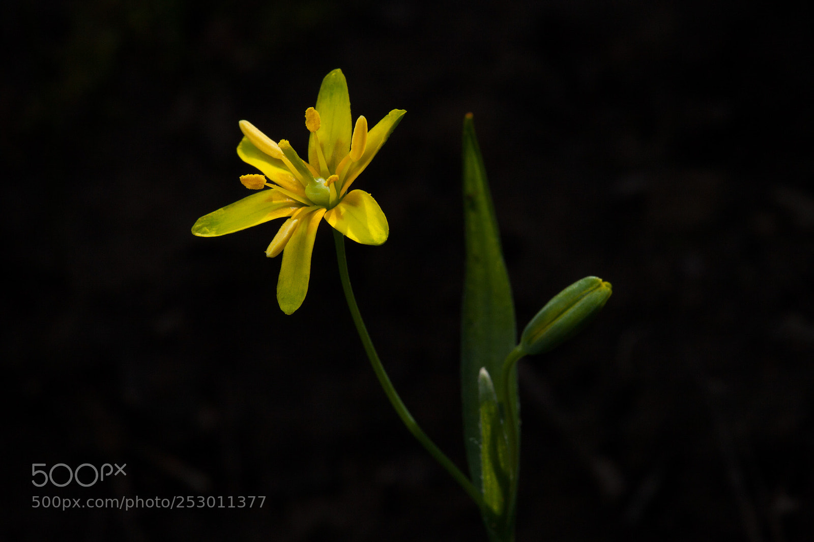 Canon EOS 5D Mark II sample photo. In the shadow photography
