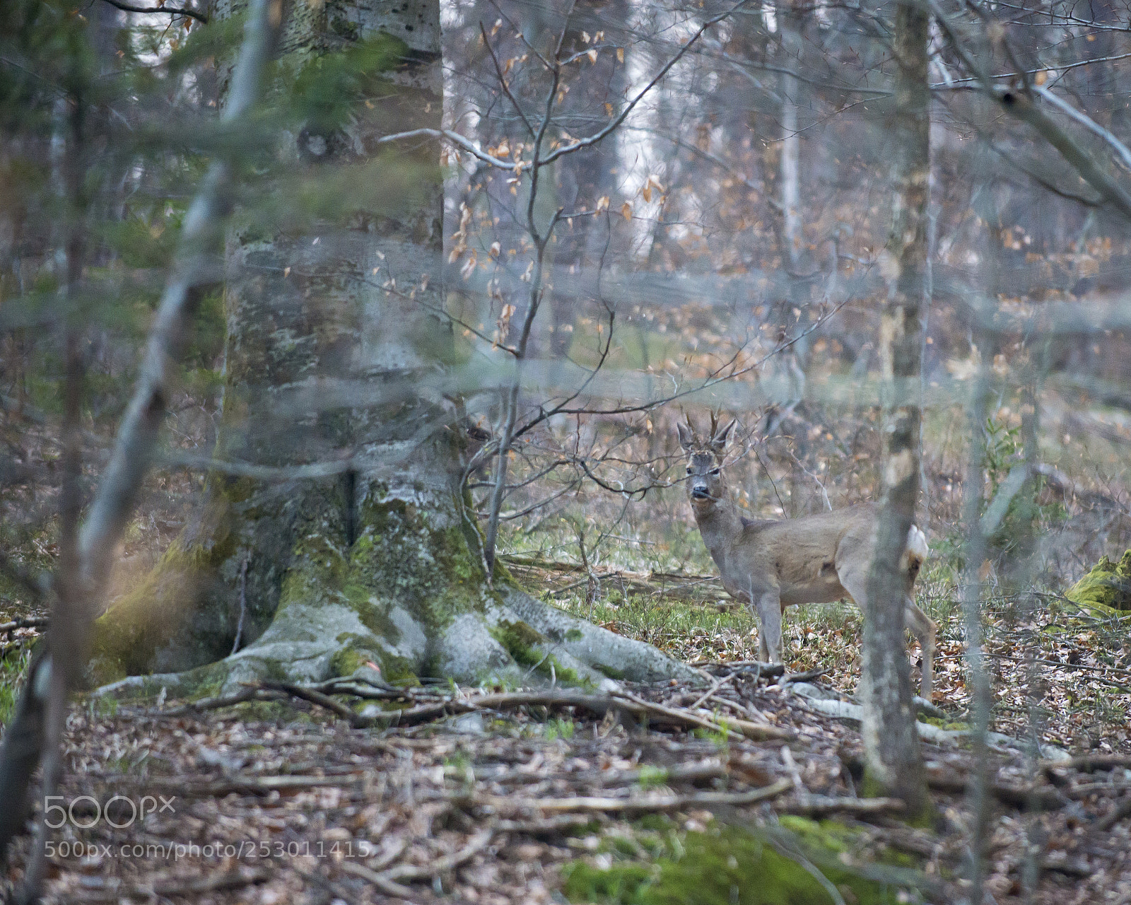 Nikon D600 sample photo. The look photography