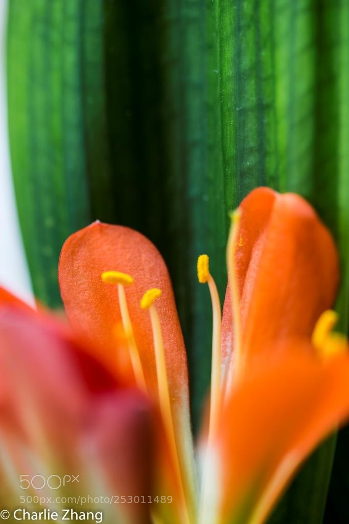 Canon EOS-1D X sample photo. Untitled photography