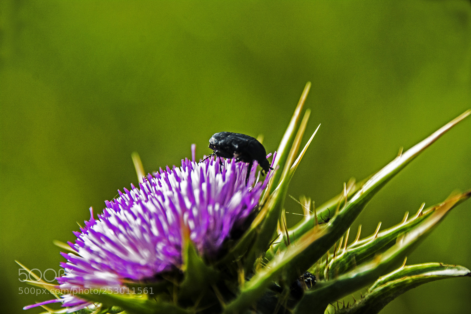 Nikon D7100 sample photo. ^^^ photography