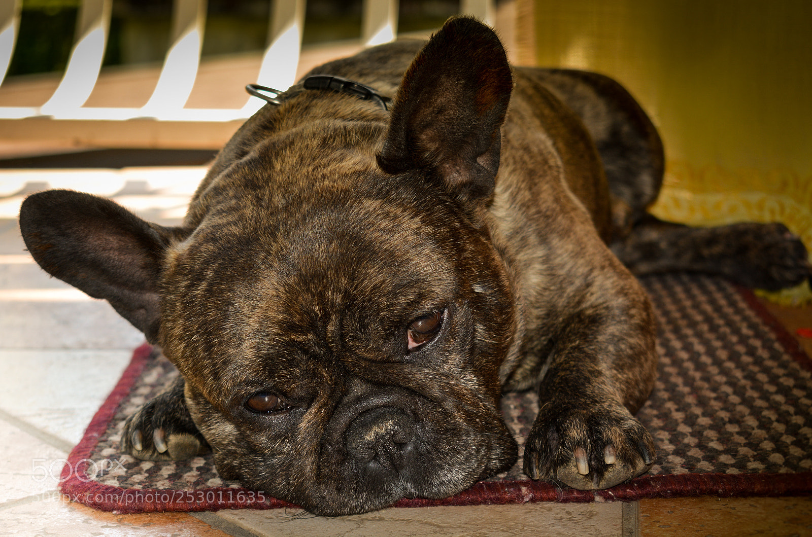 Nikon D5200 sample photo. Día de perros photography