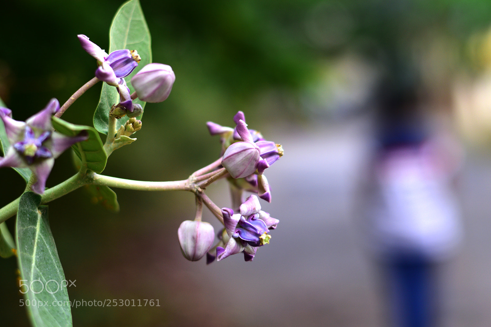 Nikon D5300 sample photo. Flower photography