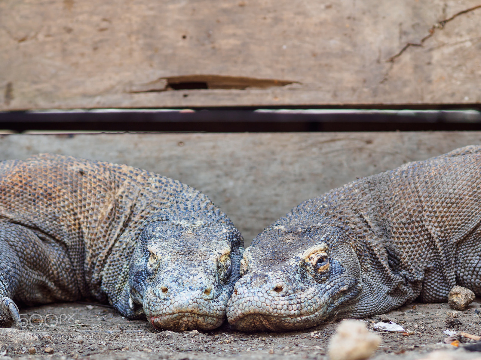 Olympus OM-D E-M10 II sample photo. Monitor lizard on rinca photography