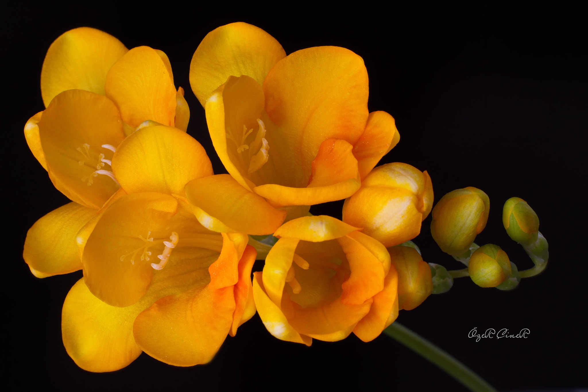 Canon EF 100mm F2.8L Macro IS USM sample photo. Freesias photography