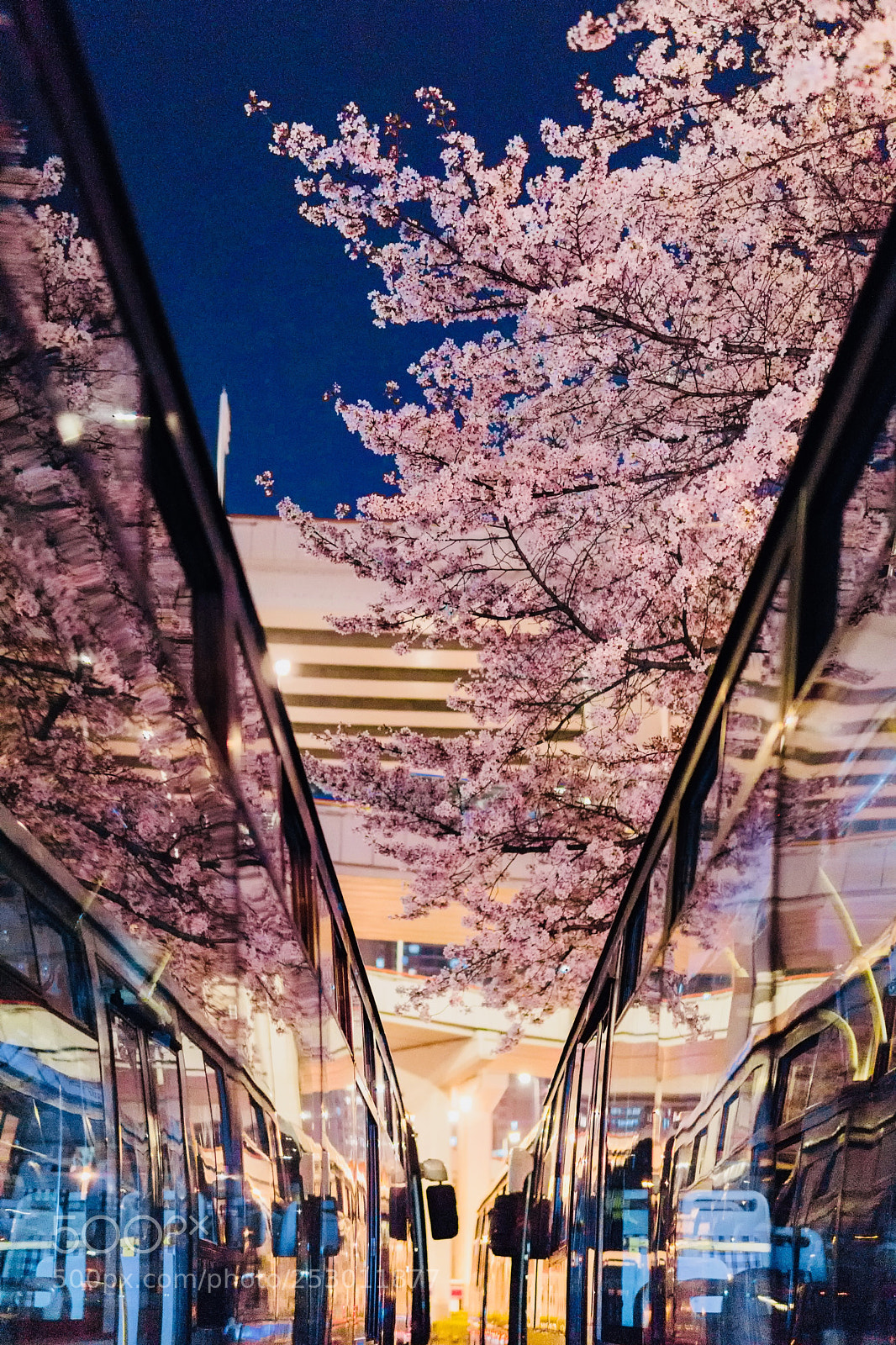 Sony a6000 sample photo. 樱花车站 photography