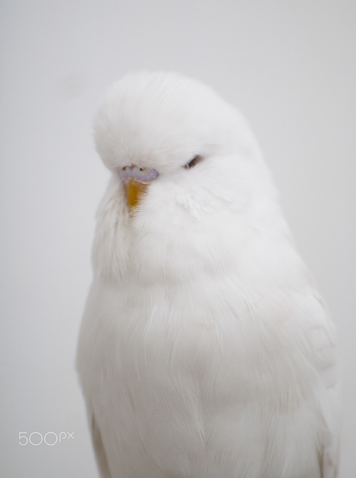Sigma 70-300mm F4-5.6 APO DG Macro sample photo. Albino budgie photography