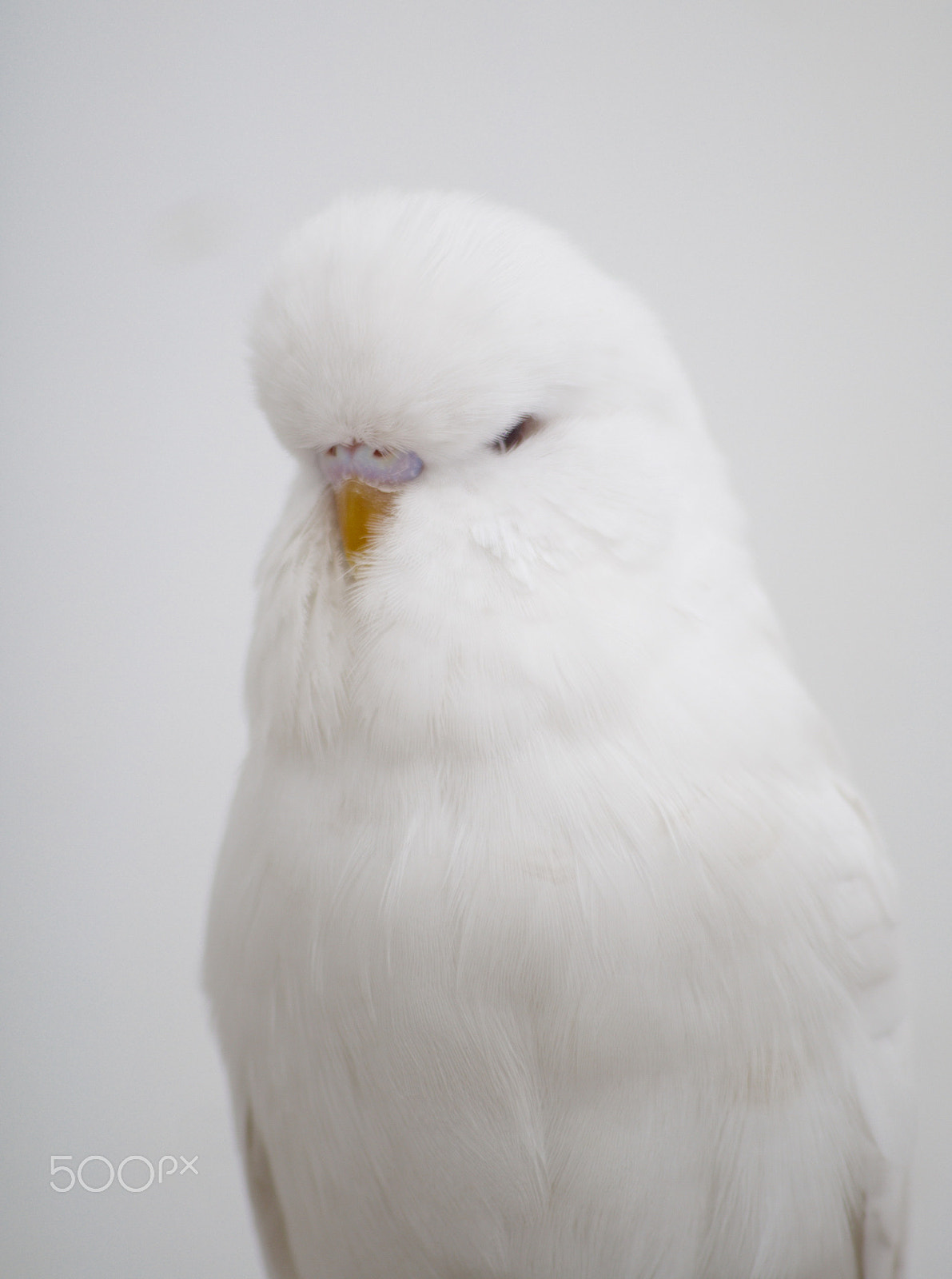 Nikon D3000 + Sigma 70-300mm F4-5.6 APO DG Macro sample photo. Albino budgie photography