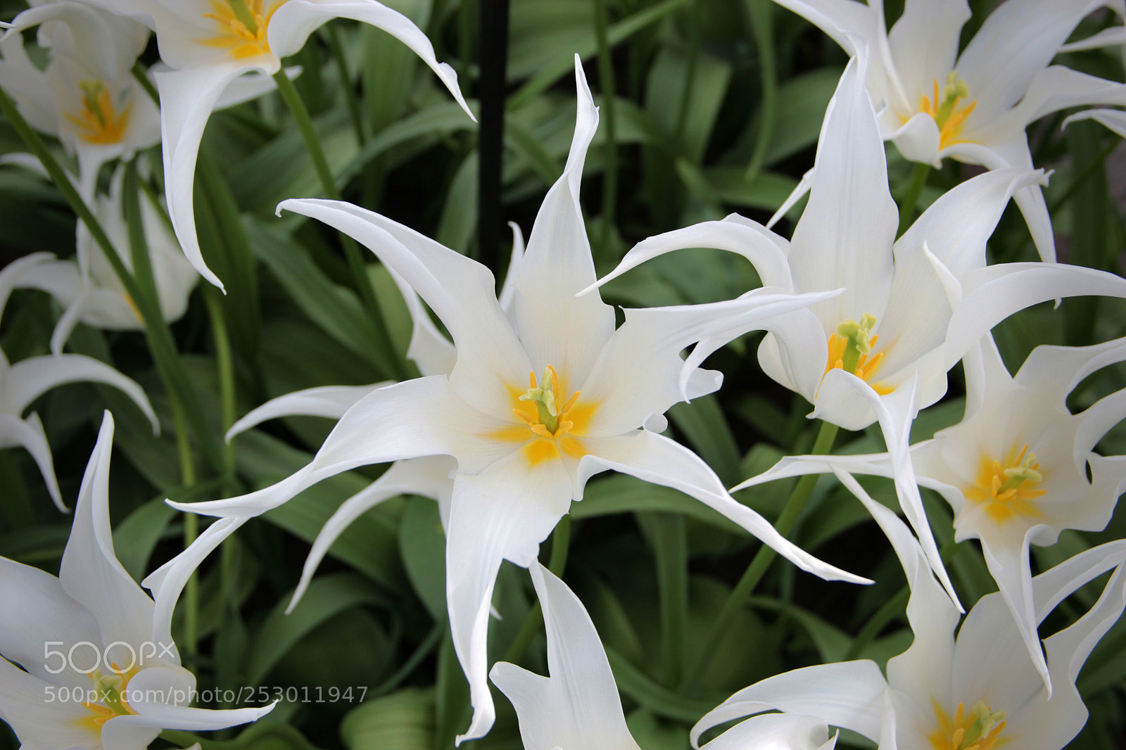 Canon EOS 600D (Rebel EOS T3i / EOS Kiss X5) sample photo. Tulips photography