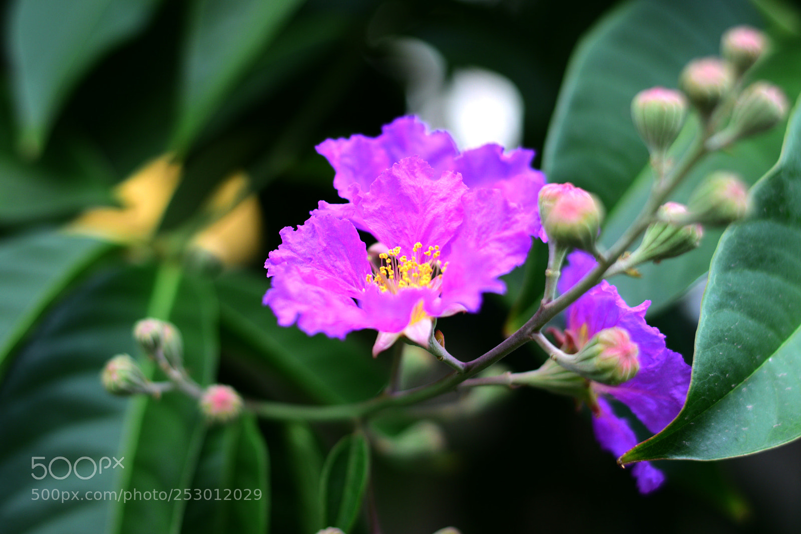 Nikon D5300 sample photo. Flower photography