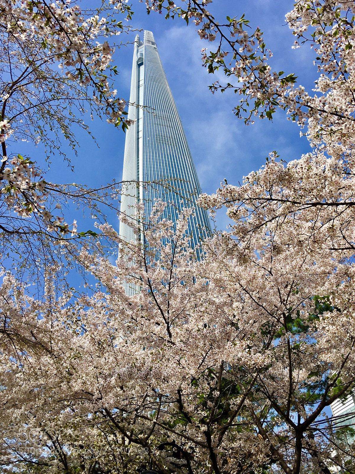 Apple iPhone 6s Plus sample photo. Springtime in seoul photography