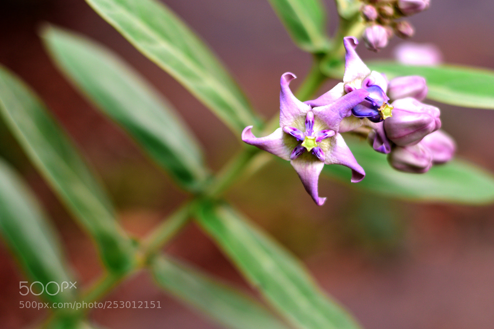Nikon D5300 sample photo. Flower photography