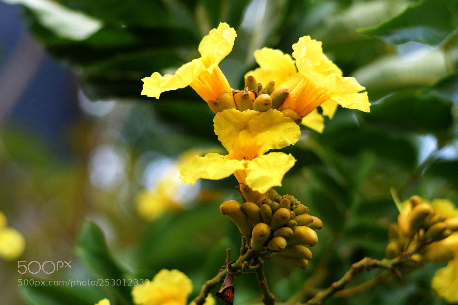 Nikon D5300 sample photo. Flower photography