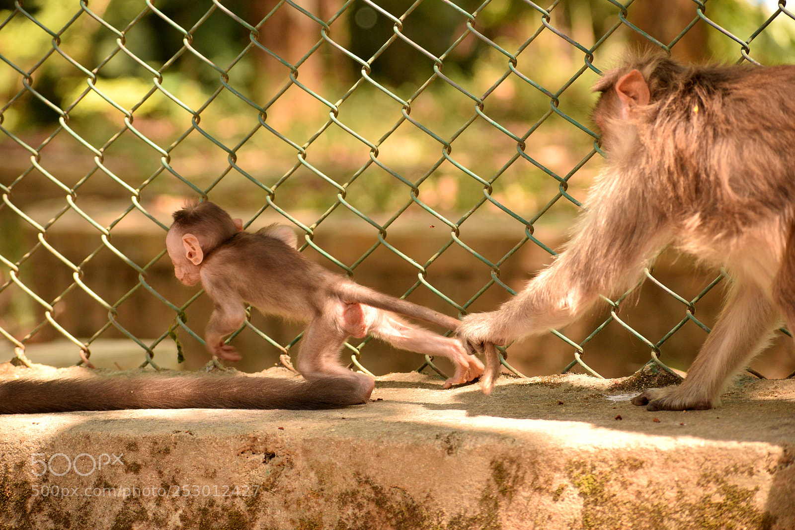 Nikon D5300 sample photo. Monkey pull photography