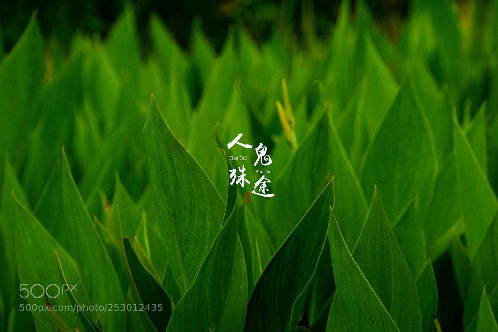 Sony Alpha NEX-7 sample photo. Untitled photography