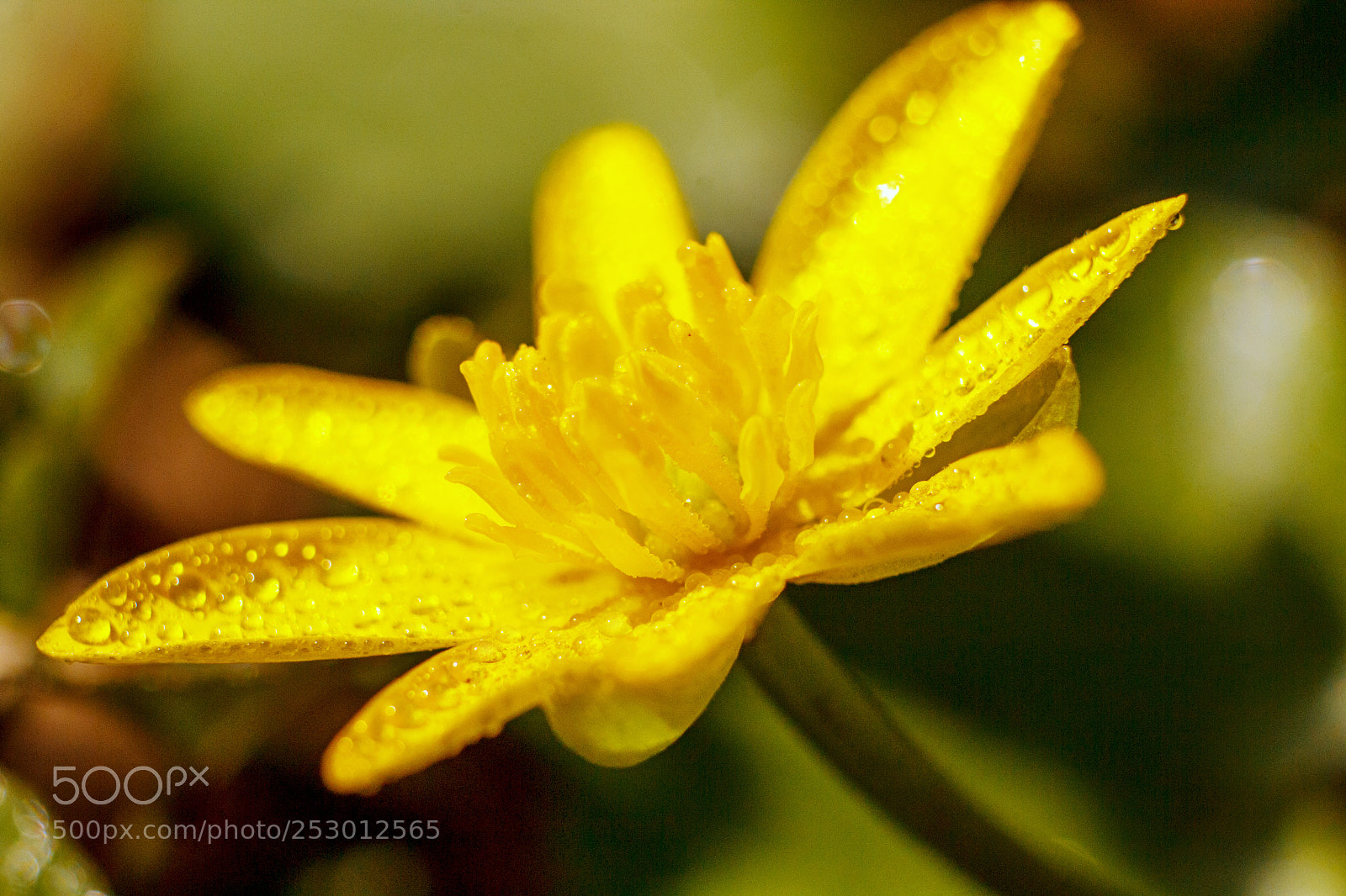 Canon EOS 60D sample photo. Flower photography