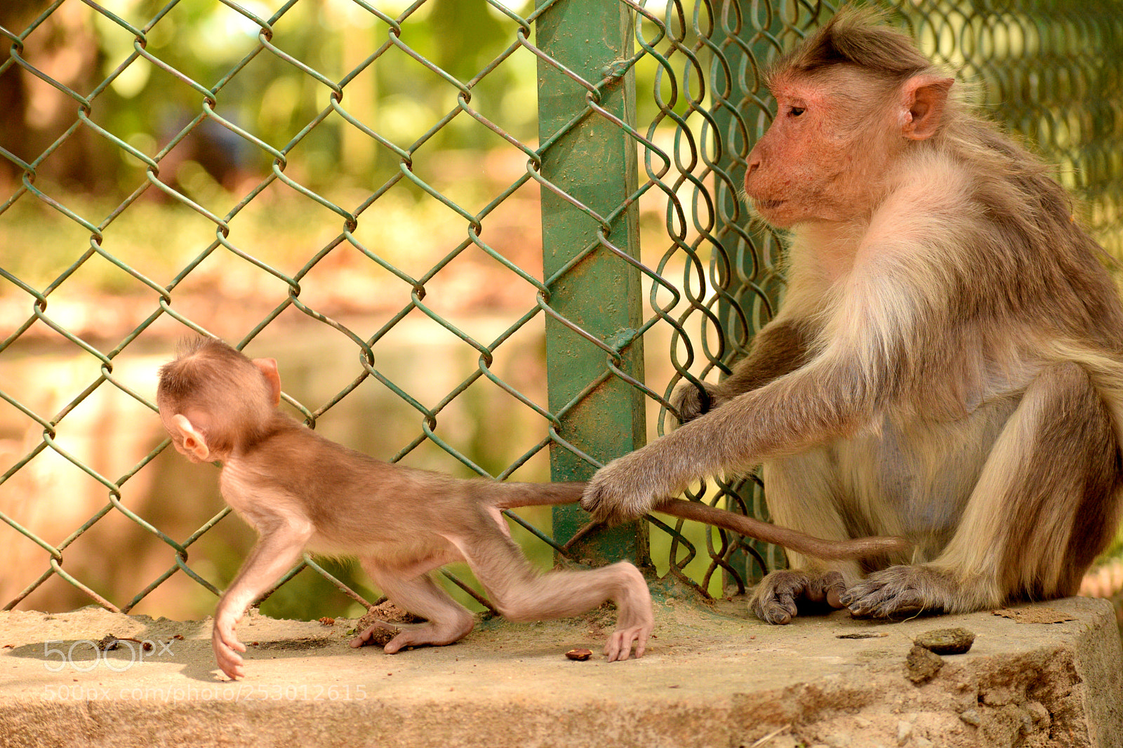 Nikon D5300 sample photo. Monkey pull photography