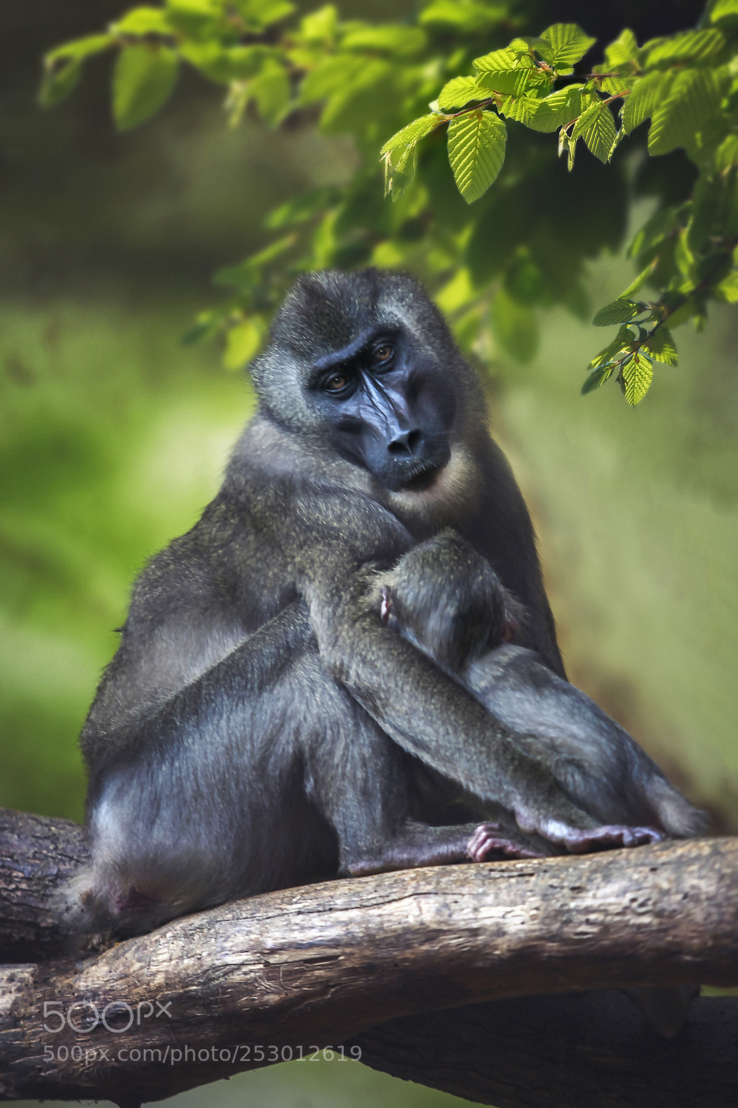 Canon EOS 5D Mark II sample photo. Mandrillus leucophaeus photography