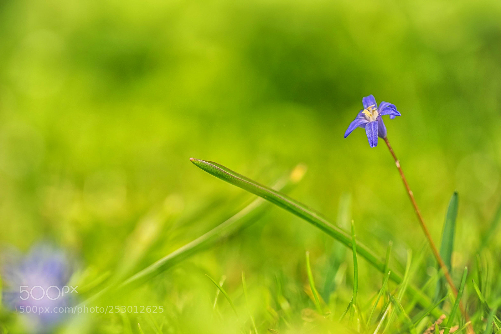 Fujifilm X-T1 sample photo. Little blue flower photography