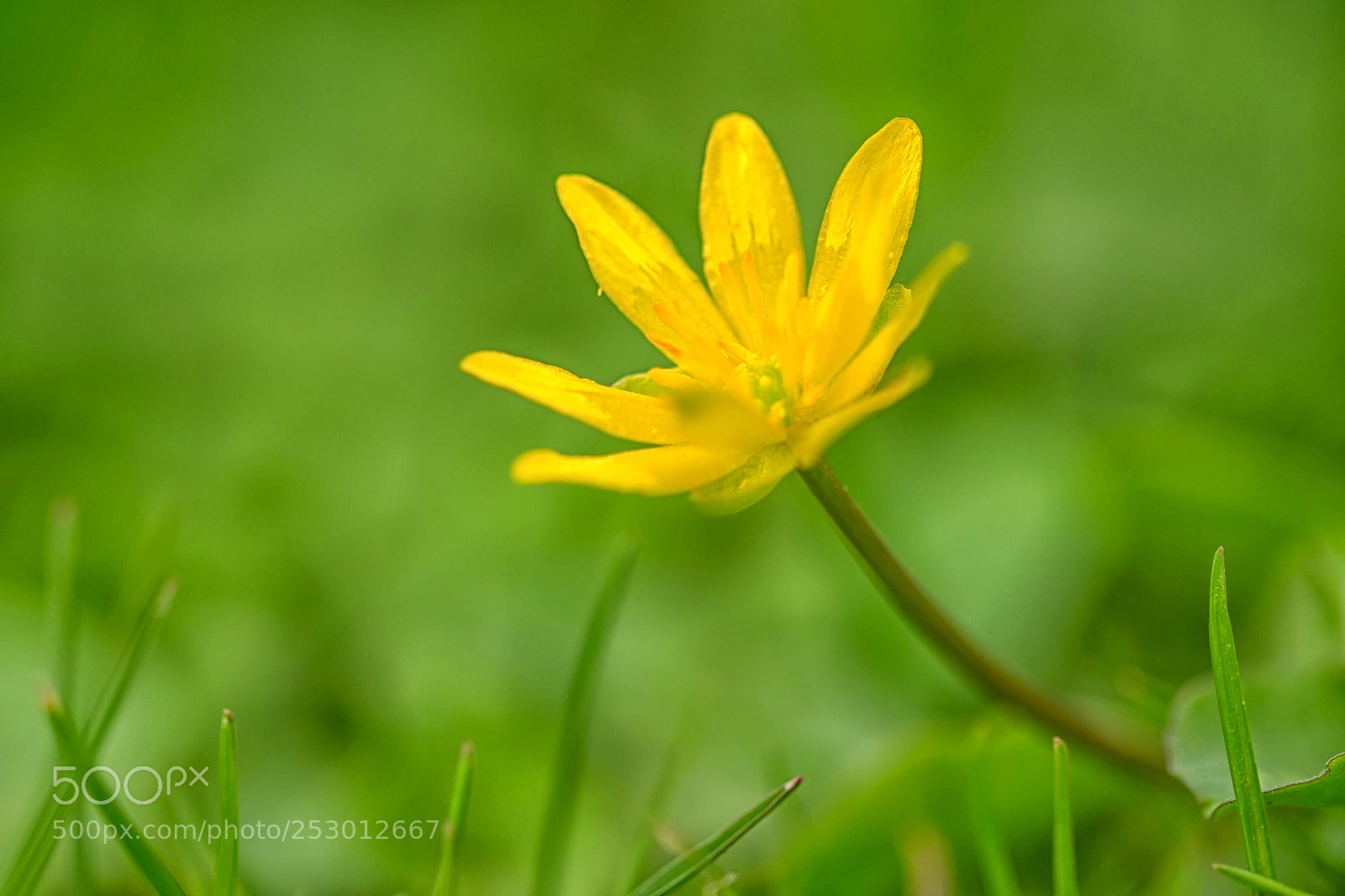 Fujifilm X-T1 sample photo. Yellow flower photography