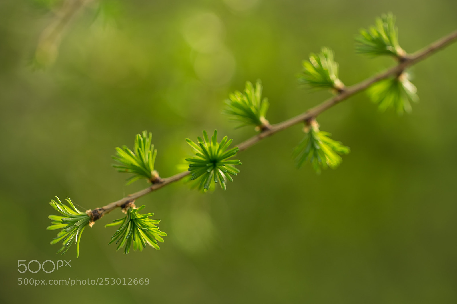 Fujifilm X-T1 sample photo. Growth photography