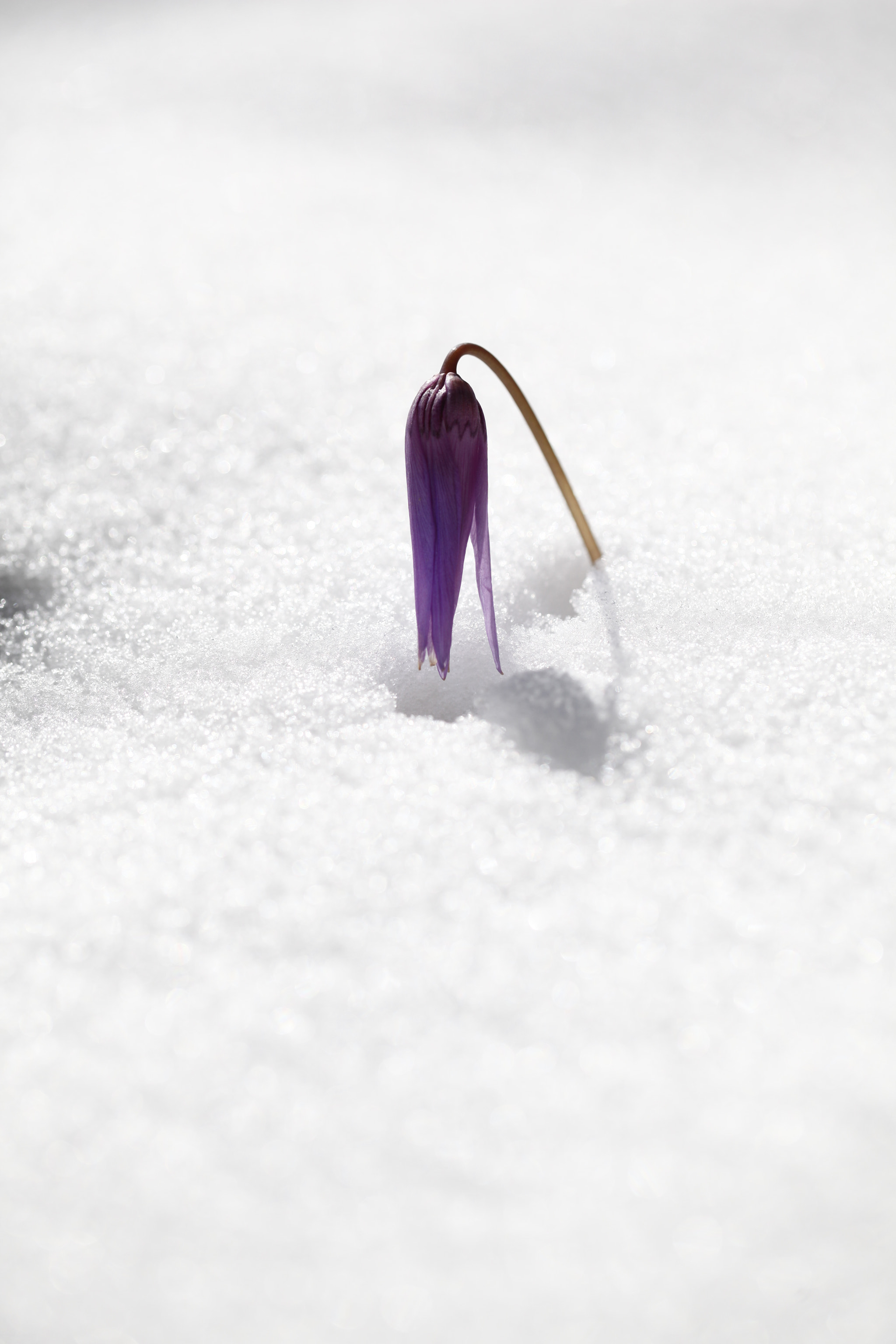 Canon EF 100mm F2.8L Macro IS USM sample photo. ♡ 내 마음의 풍경 ♡ photography