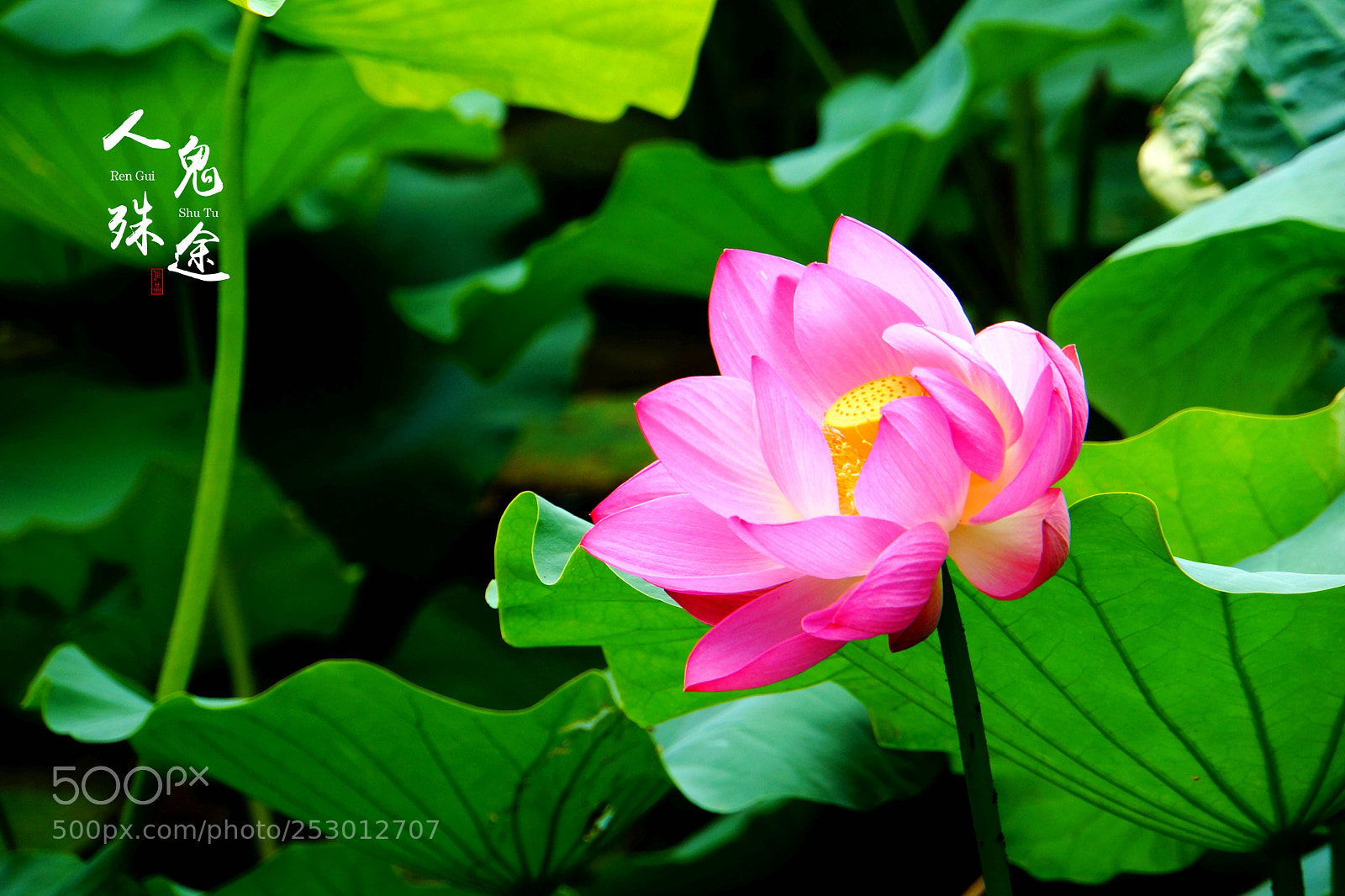 Sony Alpha NEX-7 sample photo. Untitled photography