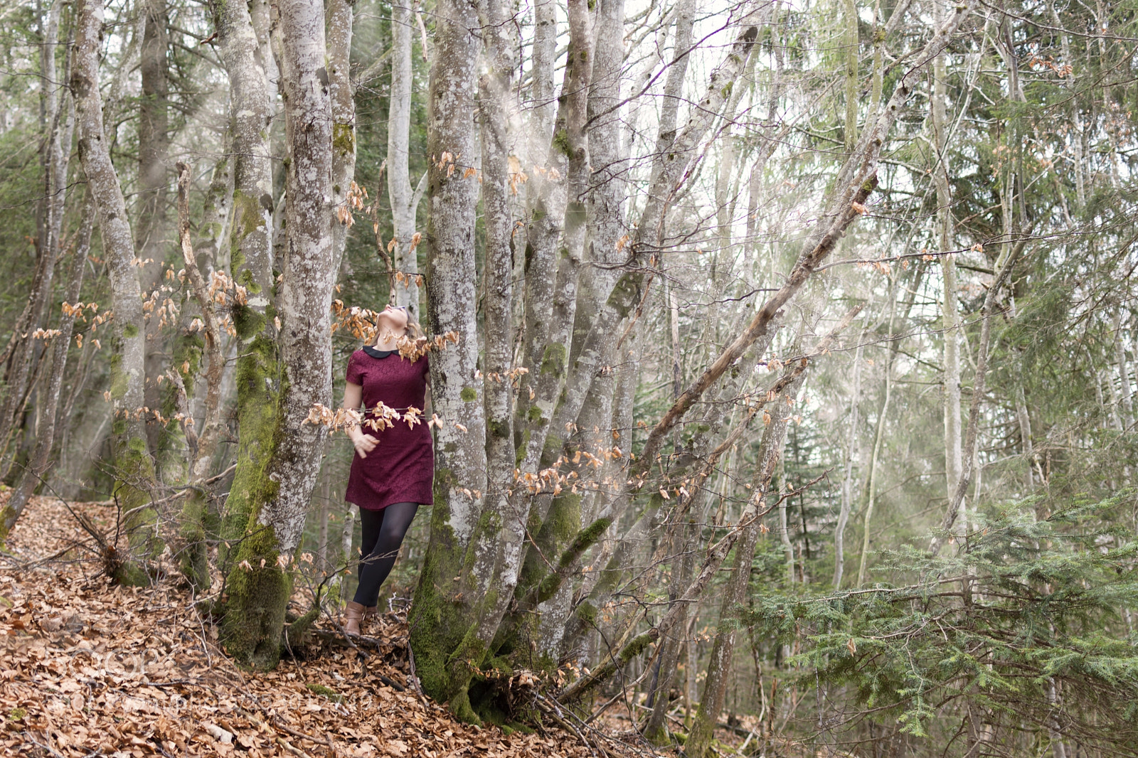 Nikon D7200 sample photo. Magic forest photography