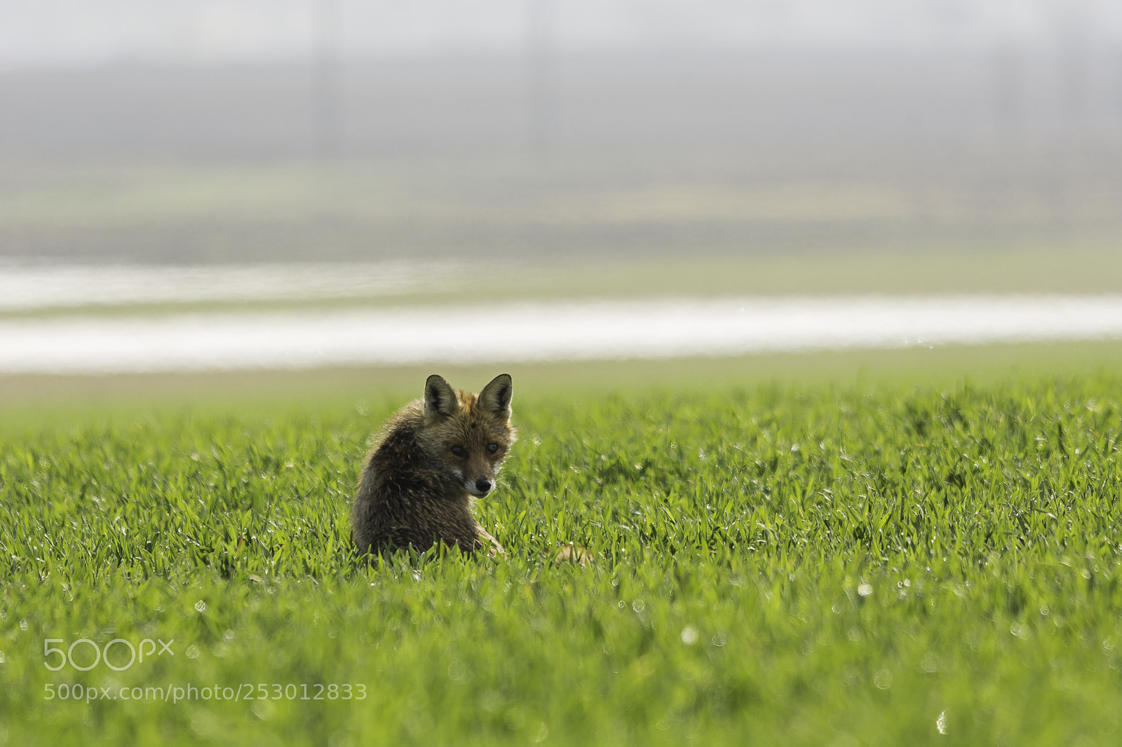Nikon D7100 sample photo. Sunny day with foxie photography